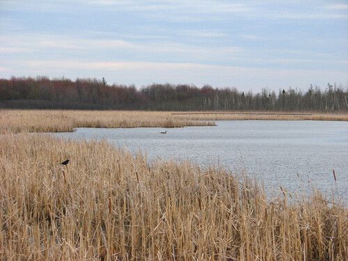 La tourbière Mer Bleue, zone humide avec des roseaux en bordure d’un plan d’eau, forêt en arrière-plan et deux oiseaux visibles.