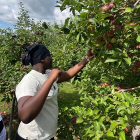 Un élève en pleine cueillette de pommes